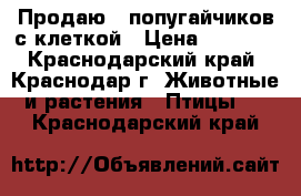 Продаю 2 попугайчиков с клеткой › Цена ­ 2 000 - Краснодарский край, Краснодар г. Животные и растения » Птицы   . Краснодарский край